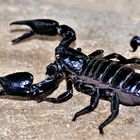 Blauer uruguayischer Scorpion