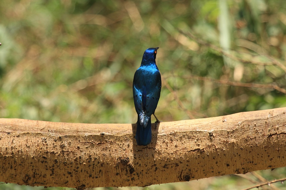 blauer Vogel