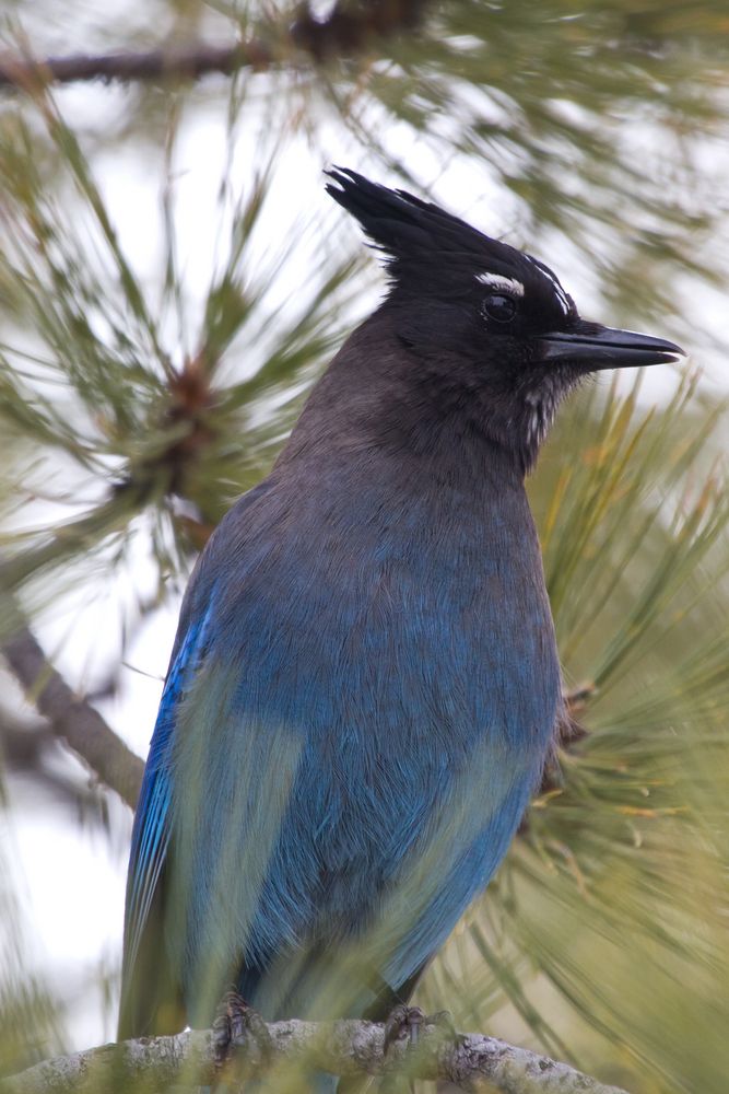 Blauer Vogel 2