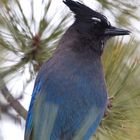 Blauer Vogel 2