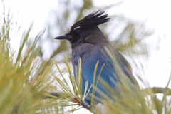 Blauer Vogel 3