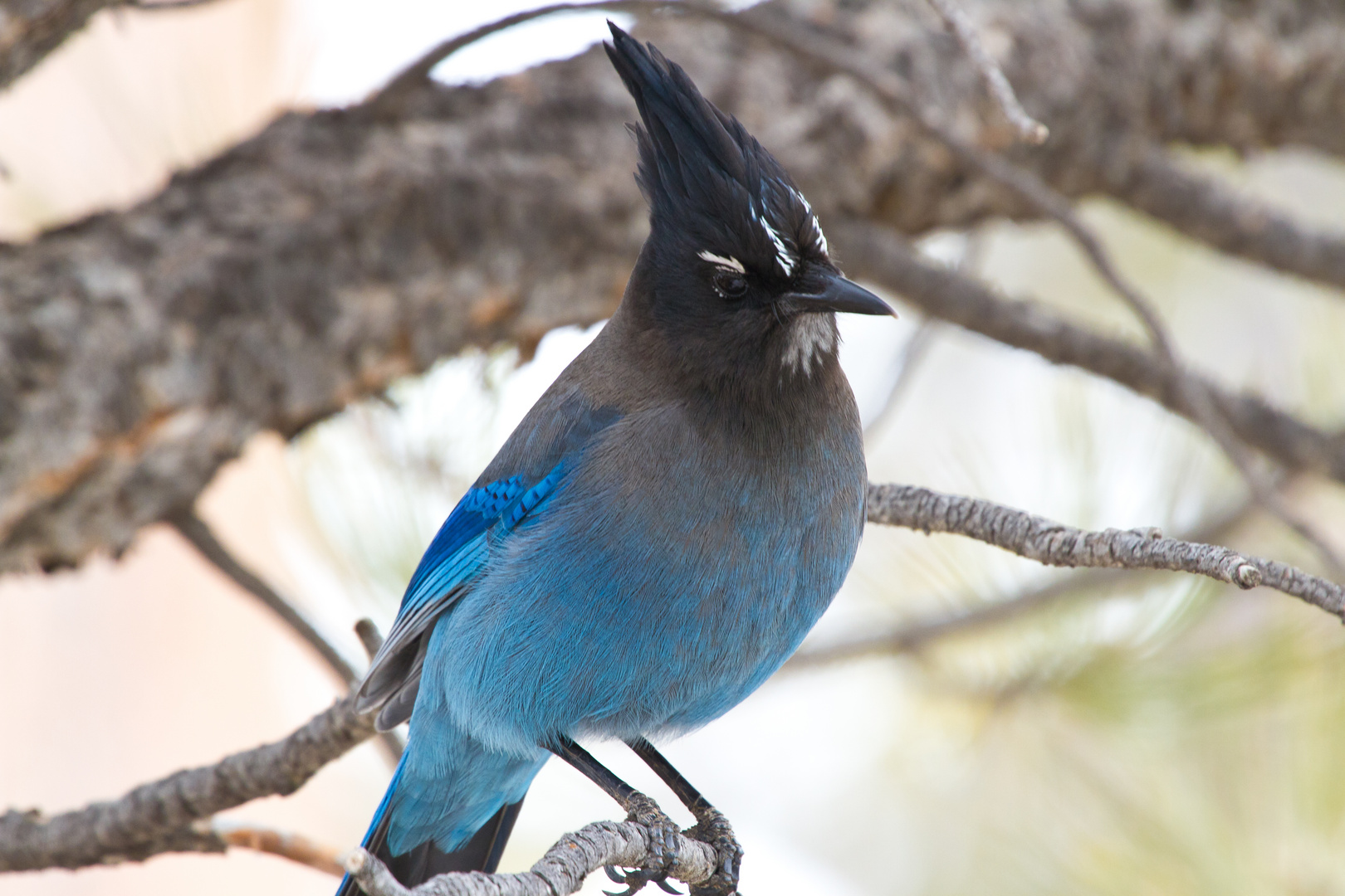 Blauer Vogel 4