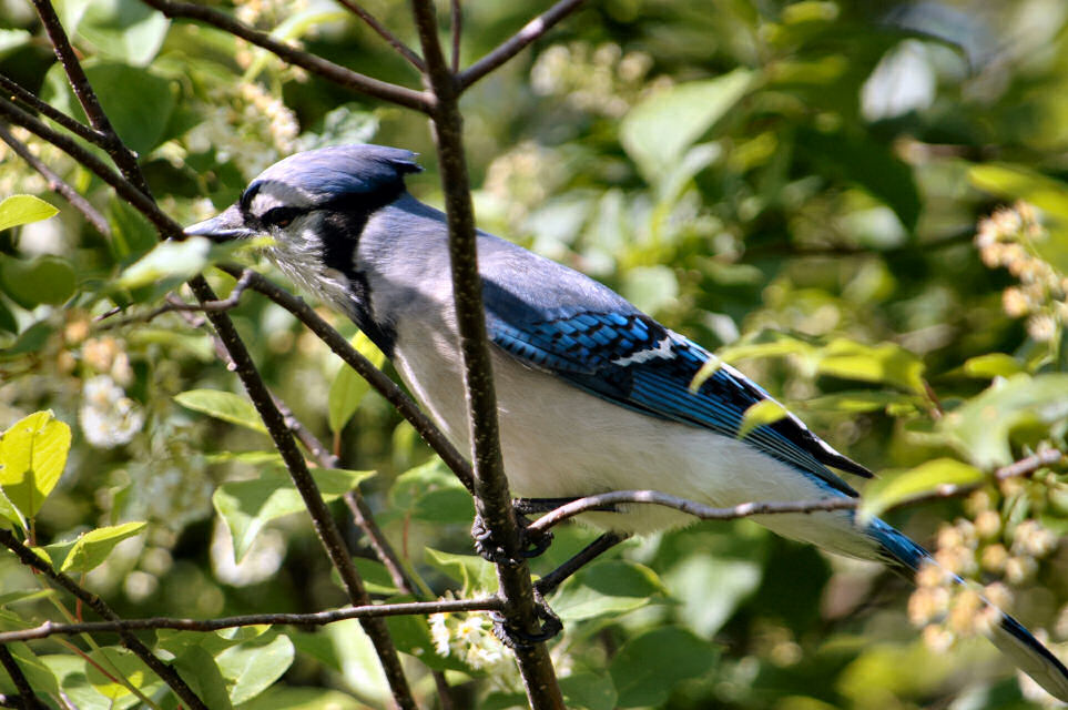 Blauer Vogel