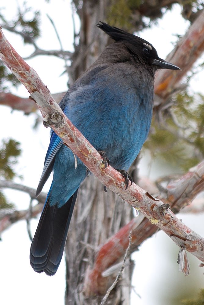 Blauer Vogel