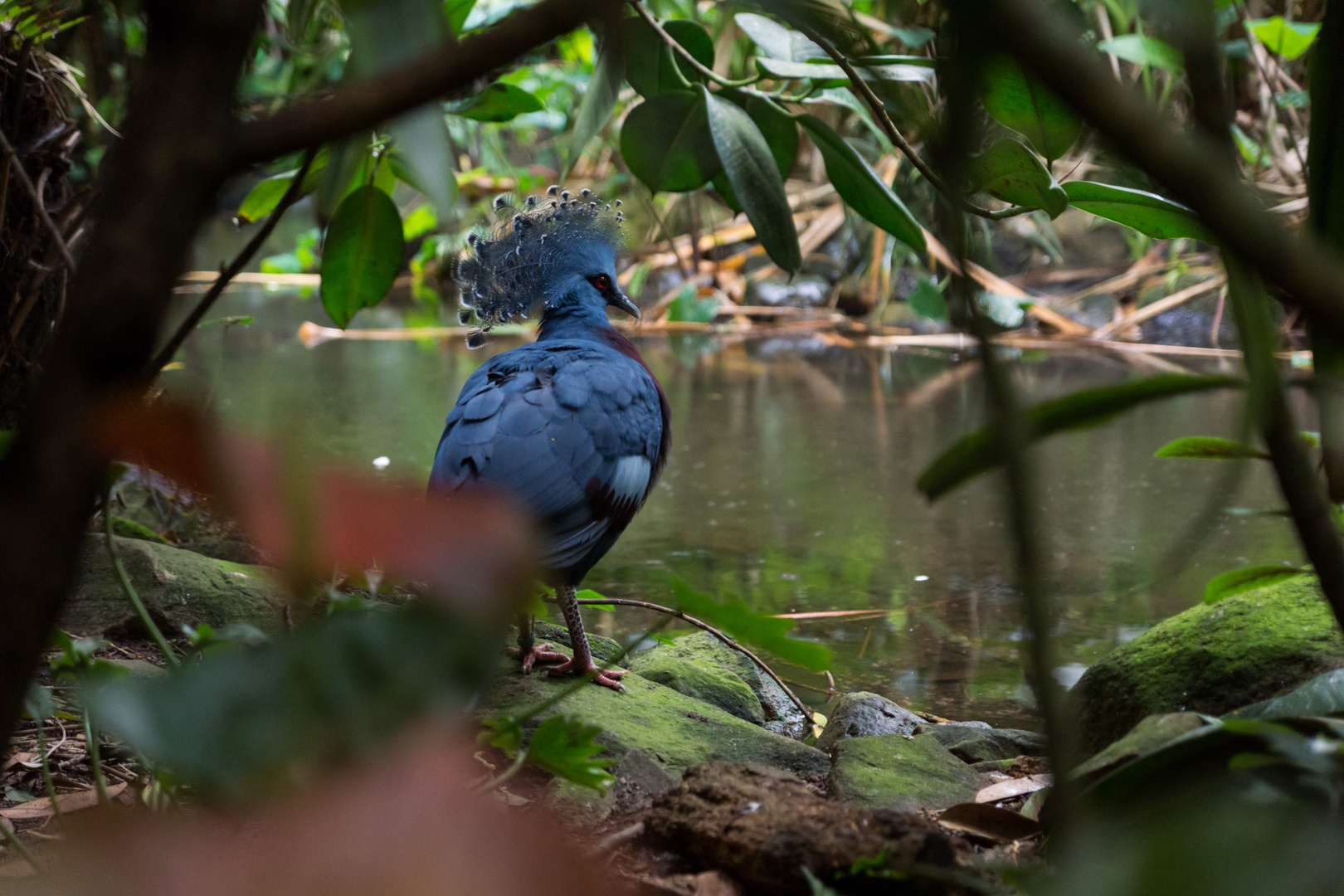 Blauer Vogel