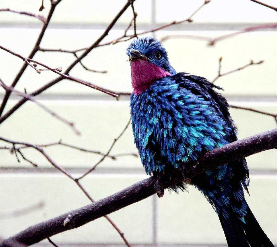 blauer vogel