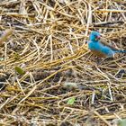 Blauer Vogel