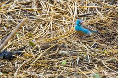 Blauer Vogel