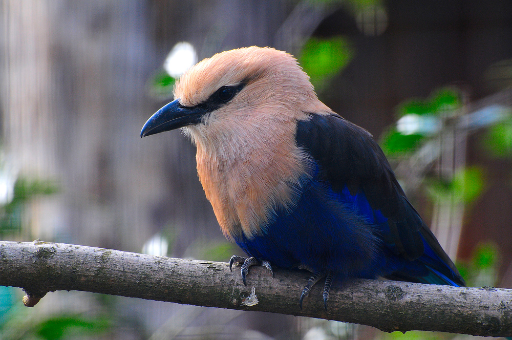 Blauer Vogel