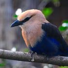 Blauer Vogel