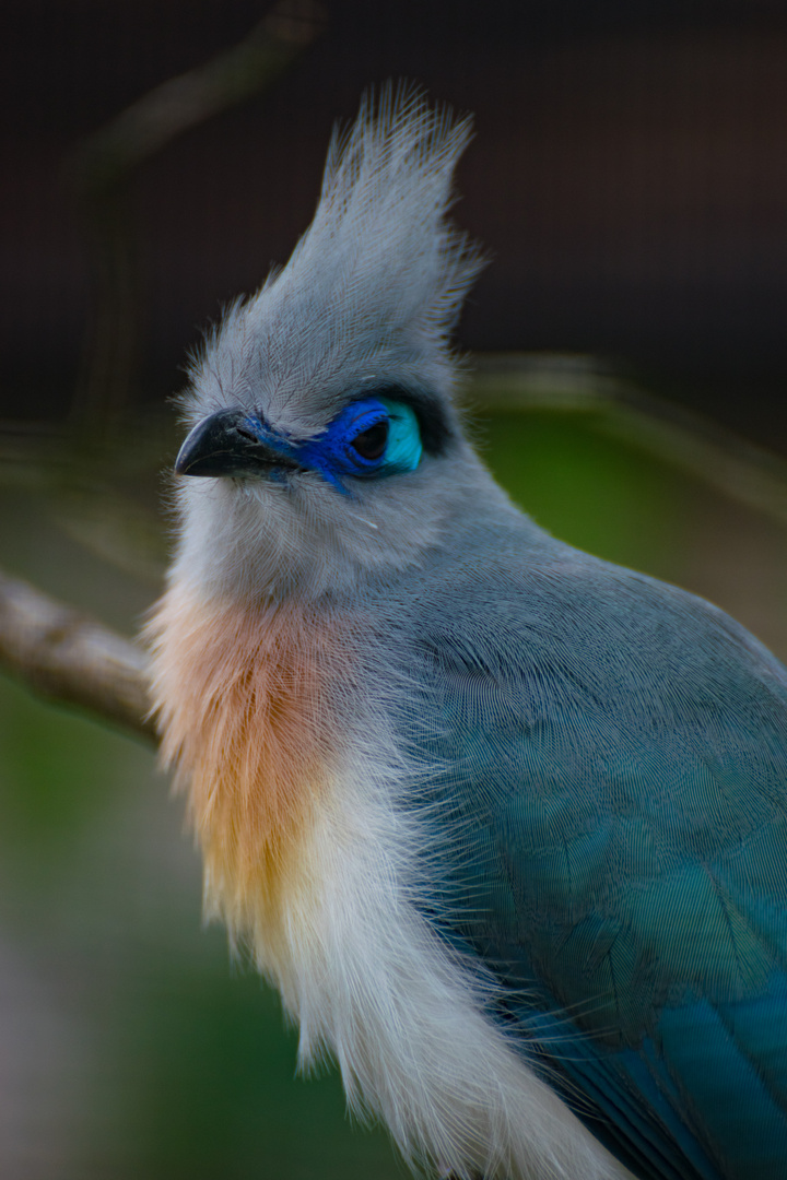 blauer Vogel