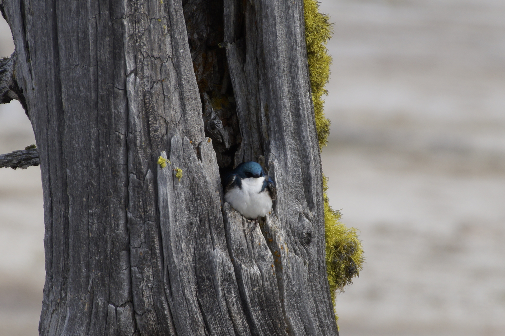 Blauer Vogel