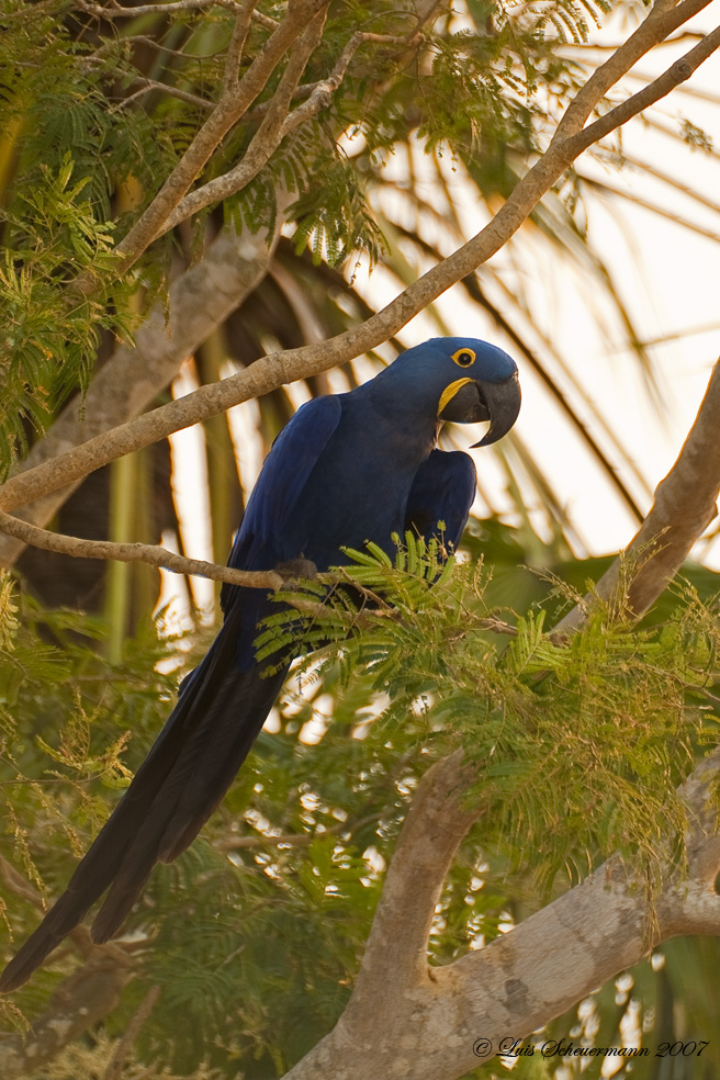 Blauer Vogel im Abendlicht