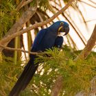 Blauer Vogel im Abendlicht