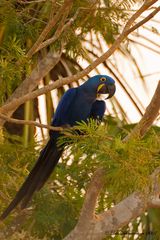 Blauer Vogel im Abendlicht