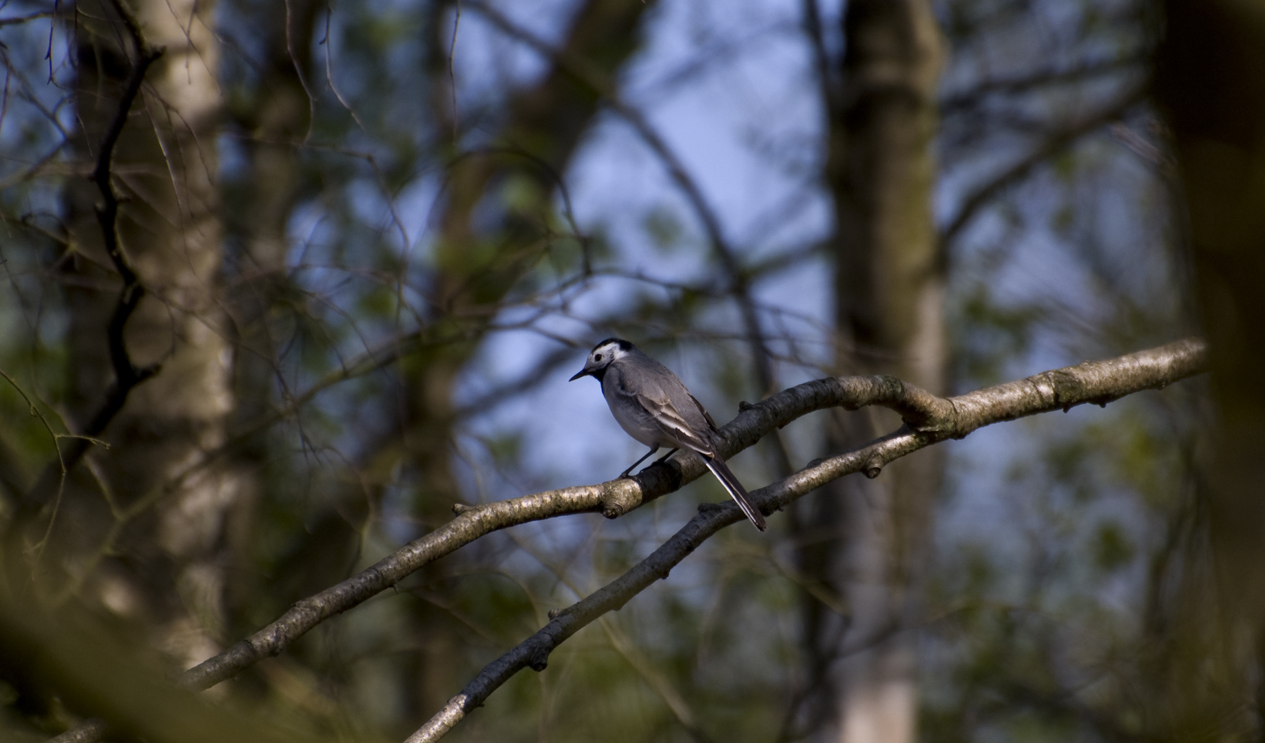 Blauer Vogel in grünem Wald