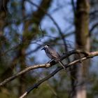 Blauer Vogel in grünem Wald