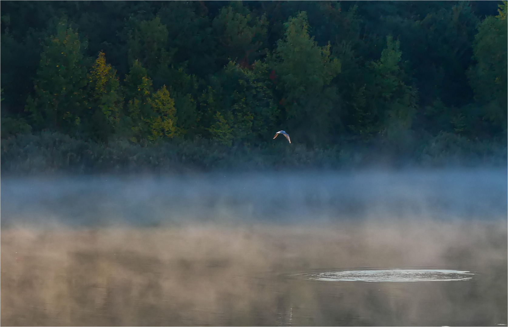 Blauer Vogel über blauem Nebel am blauen Montag