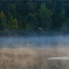 Blauer Vogel über blauem Nebel am blauen Montag