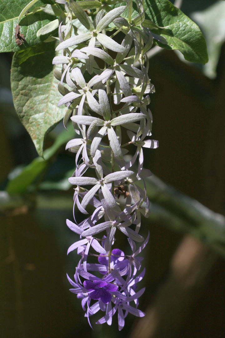 Blauer Vogelwein