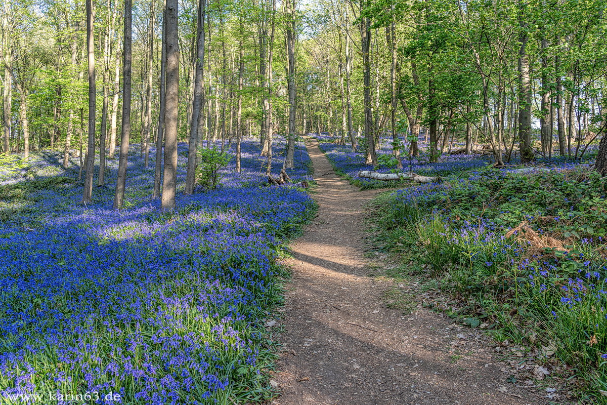 blauer Wald