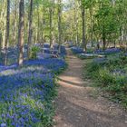 blauer Wald