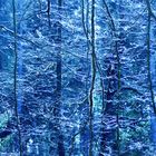 Blauer Wald