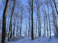 blauer Wald von ftft