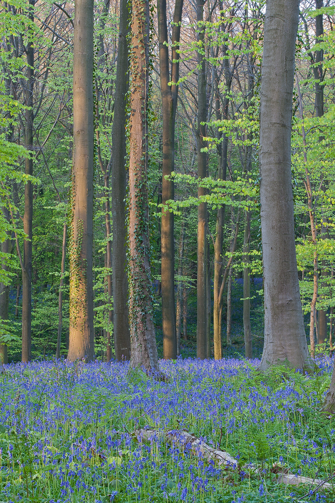 Blauer Wald