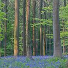 Blauer Wald