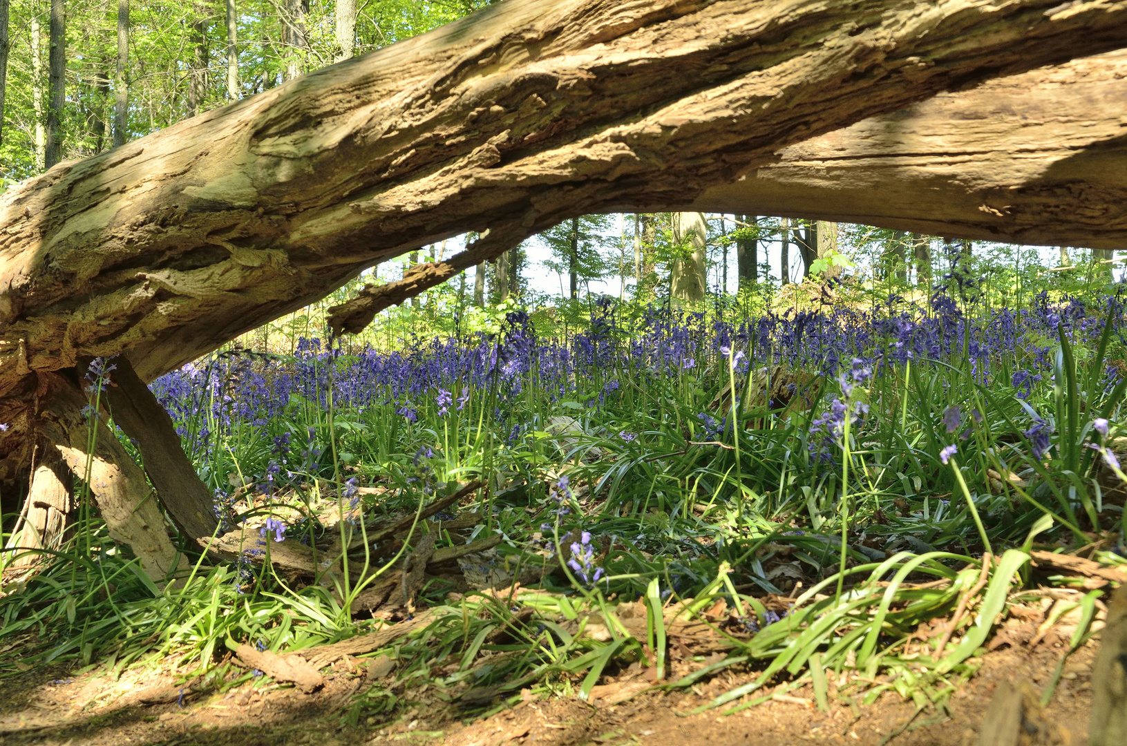 Blauer Wald