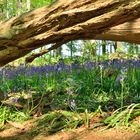 Blauer Wald