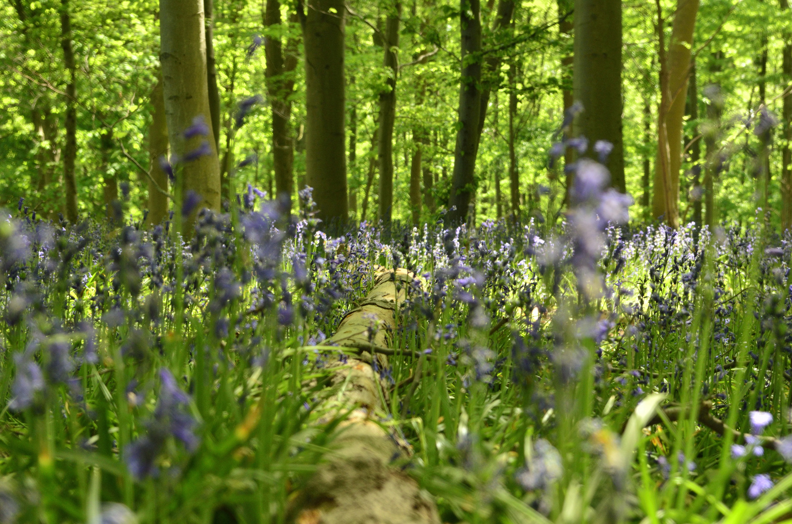 Blauer Wald