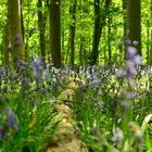 Blauer Wald