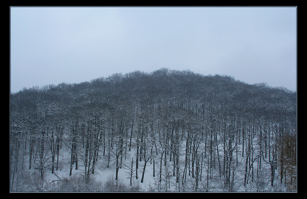 Blauer Wald