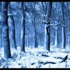Blauer Wald