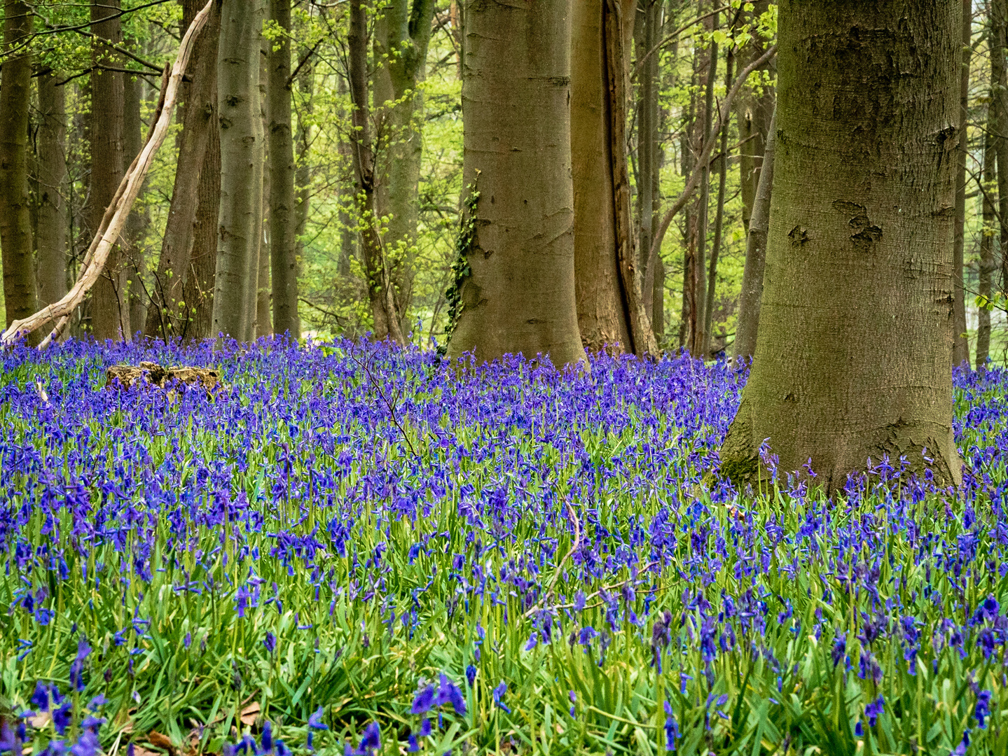 Blauer Wald in Deutschland