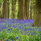 Blauer Wald in Deutschland