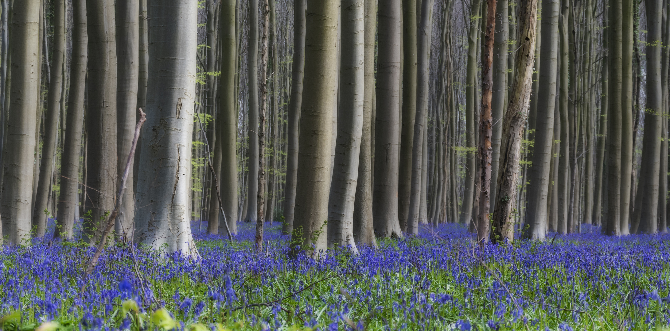 Blauer Wald von Hallerbos