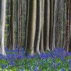 Blauer Wald von Hallerbos
