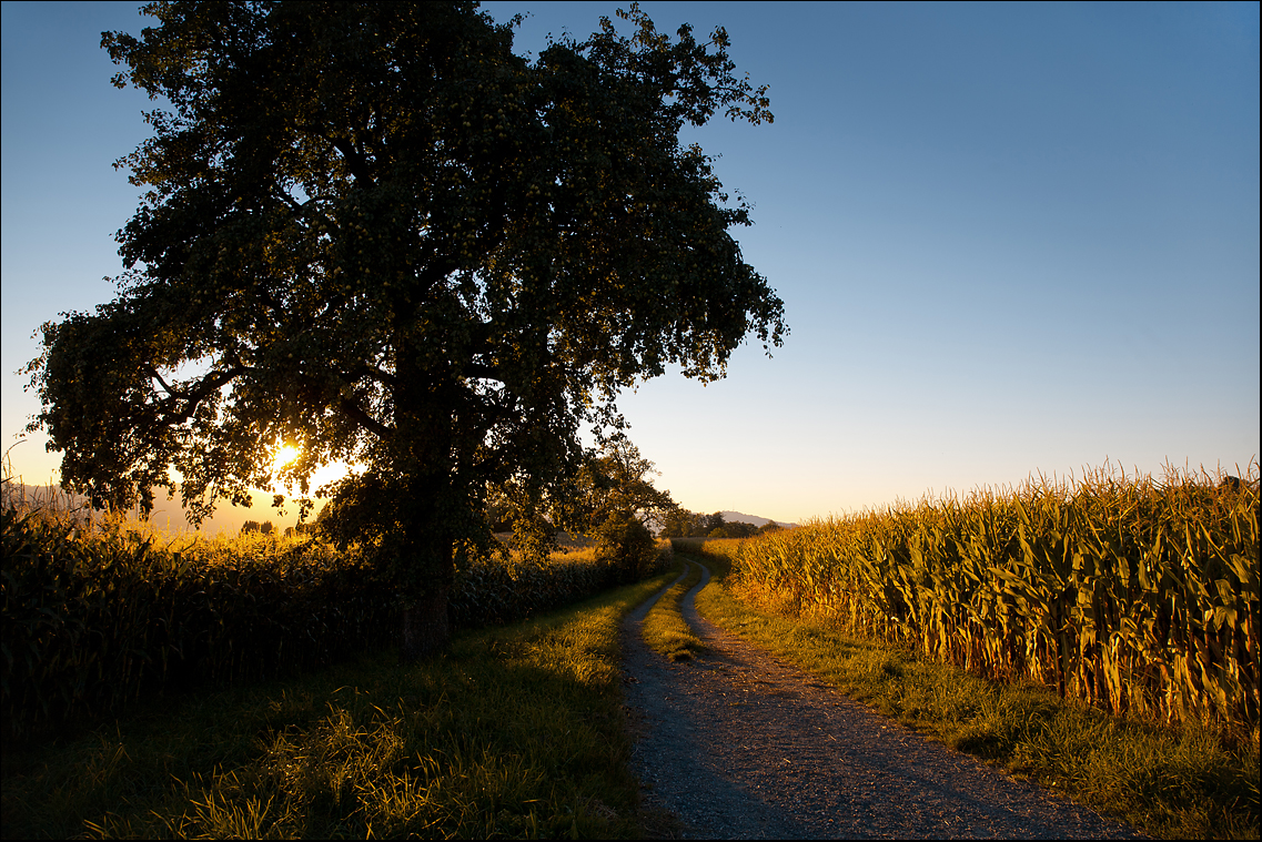 Blauer Weg