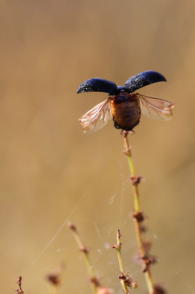 Blauer Wegerich-Blattkäfer Foto & Bild | makro, natur, insekten Bilder ...