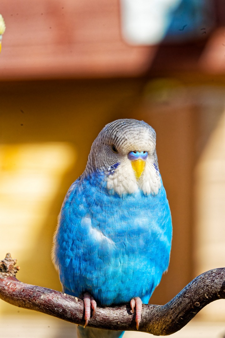 Blauer Wellensittich 