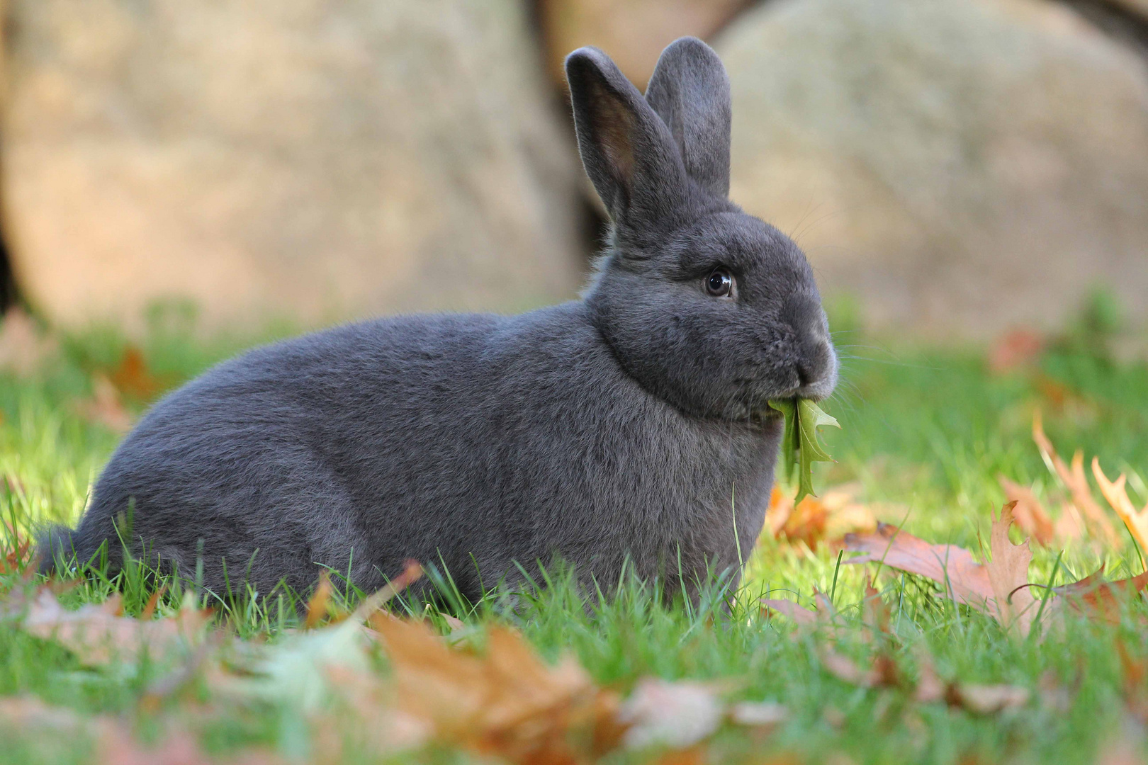 Blauer Wiener