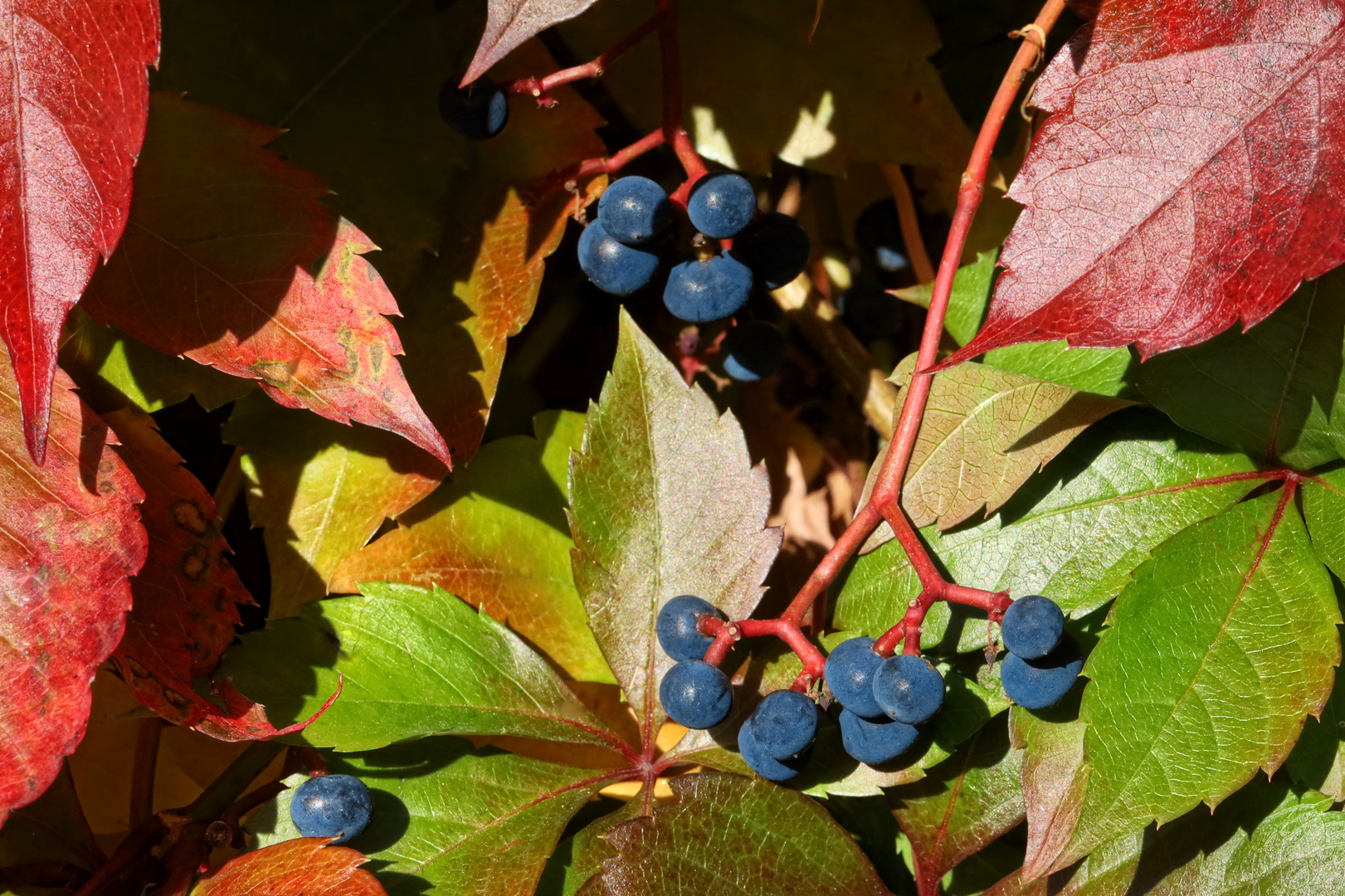 blauer wilder Wein im Herbst