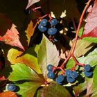 blauer wilder Wein im Herbst