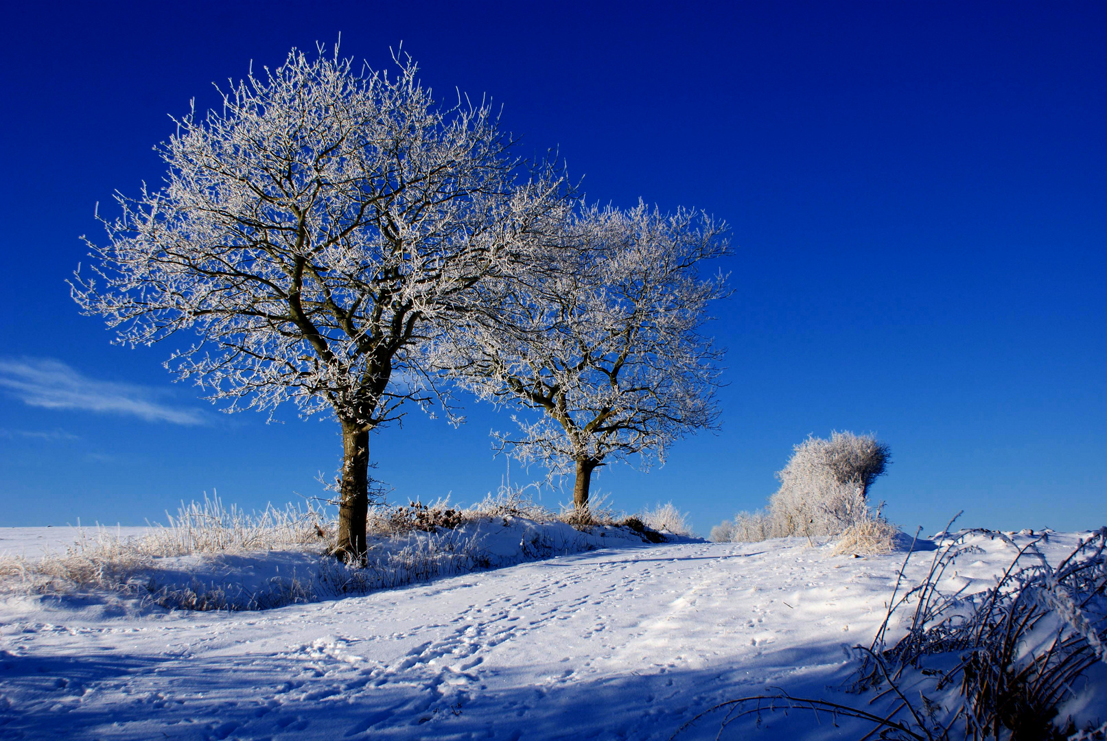 Blauer Winter