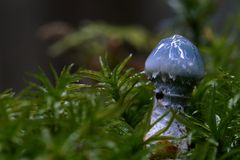 Blauer Winzling
