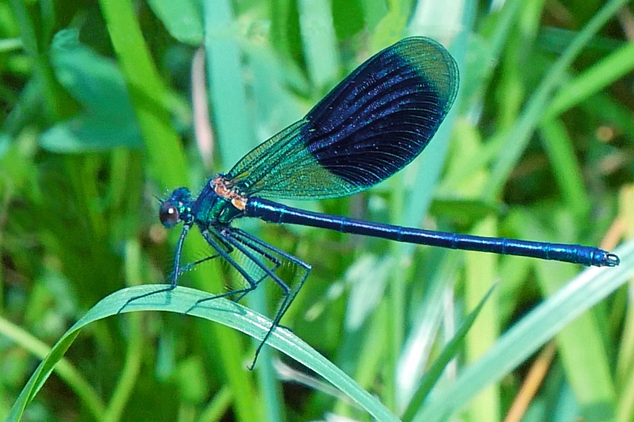 Blauer Wirbelwind