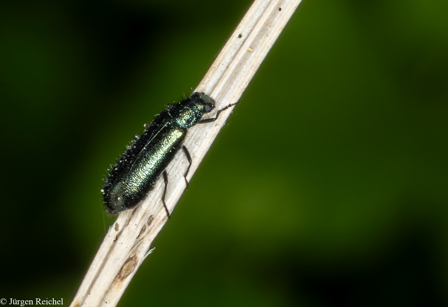 Blauer Wollhaarkäfer (Dasytes caeruleus) 